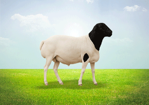 Barbarine Lamb 13-17 KG